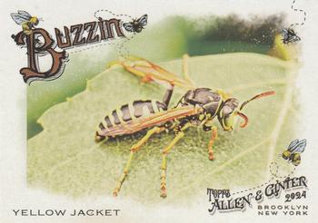 2024 Topps Allen & Ginter #BUZ-13 Yellow Jacket Buzzin'