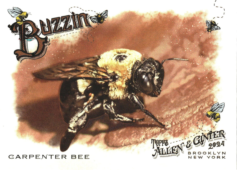 2024 Topps Allen & Ginter #BUZ-4 Carpenter Bee Buzzin'