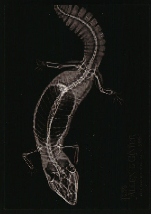 2024 Topps Allen & Ginter #XR-15 Fat-Tailed Gecko X-ray'd